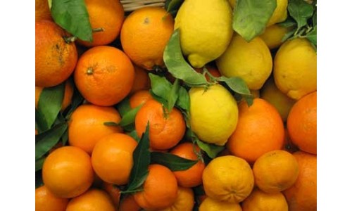 citrus