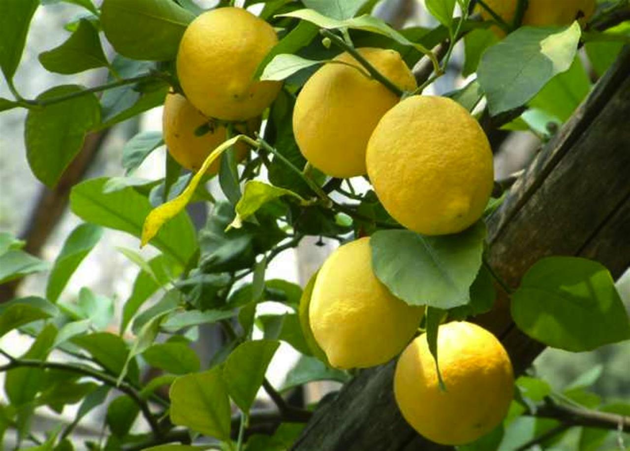 limoni primofiore biologico